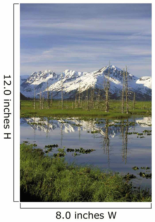 Snow Capped Kenai Mtns Reflect In Pond Sc Ak Spring Wall Mural