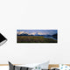 Field Of Lupine Flowers Along Turnagain Arm Sc Alaska Wall Mural