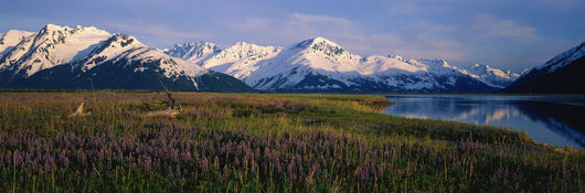 Field Of Lupine Flowers Along Turnagain Arm Sc Alaska Wall Mural