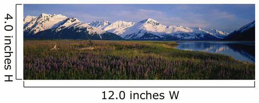 Field Of Lupine Flowers Along Turnagain Arm Sc Alaska Wall Mural