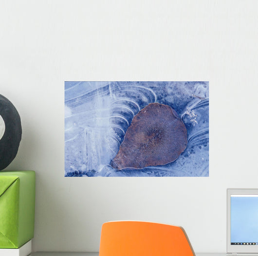 Frozen Cottonwood Leaf In Pond Ice Portage Valley Ak Wall Mural