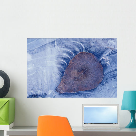 Frozen Cottonwood Leaf In Pond Ice Portage Valley Ak Wall Mural