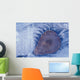 Frozen Cottonwood Leaf In Pond Ice Portage Valley Ak Wall Mural