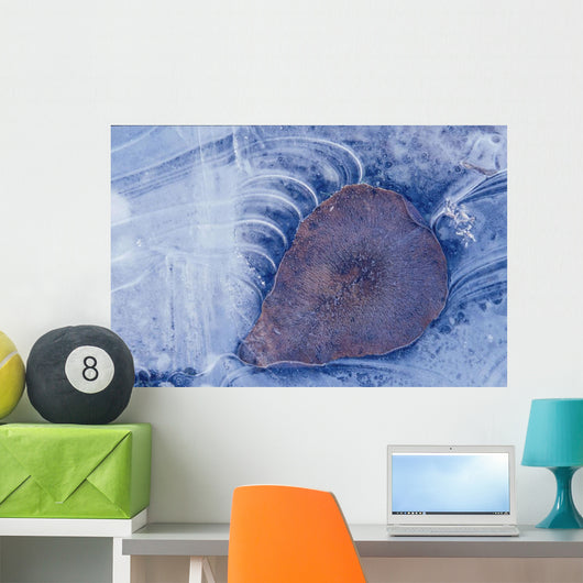 Frozen Cottonwood Leaf In Pond Ice Portage Valley Ak Wall Mural