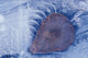 Frozen Cottonwood Leaf In Pond Ice Portage Valley Ak Wall Mural