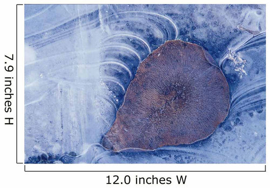 Frozen Cottonwood Leaf In Pond Ice Portage Valley Ak Wall Mural