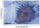 Frozen Cottonwood Leaf In Pond Ice Portage Valley Ak Wall Mural
