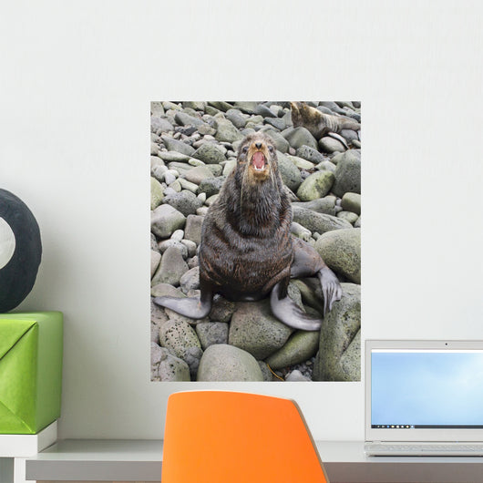 Bull Northern Fur Seal Holding Territory In Breeding Rookery Wall Mural