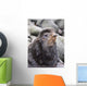 Close Up Portrait Of A Territorial Bull Northern Fur Seal Wall Mural