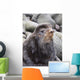 Close Up Portrait Of A Territorial Bull Northern Fur Seal Wall Mural