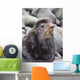 Close Up Portrait Of A Territorial Bull Northern Fur Seal Wall Mural