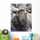 Close Up Portrait Of A Territorial Bull Northern Fur Seal Wall Mural