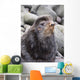 Close Up Portrait Of A Territorial Bull Northern Fur Seal Wall Mural