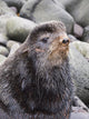 Close Up Portrait Of A Territorial Bull Northern Fur Seal Wall Mural