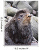 Close Up Portrait Of A Territorial Bull Northern Fur Seal Wall Mural