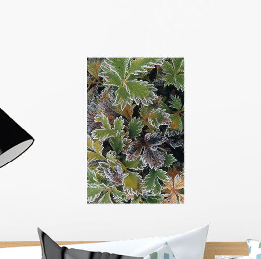 Frosted Leaves On Tundra Sc Alaska Autumn Close Up Wall Mural