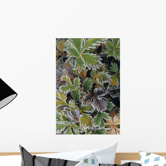 Frosted Leaves On Tundra Sc Alaska Autumn Close Up Wall Mural