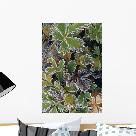 Frosted Leaves On Tundra Sc Alaska Autumn Close Up Wall Mural