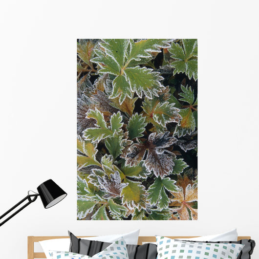 Frosted Leaves On Tundra Sc Alaska Autumn Close Up Wall Mural