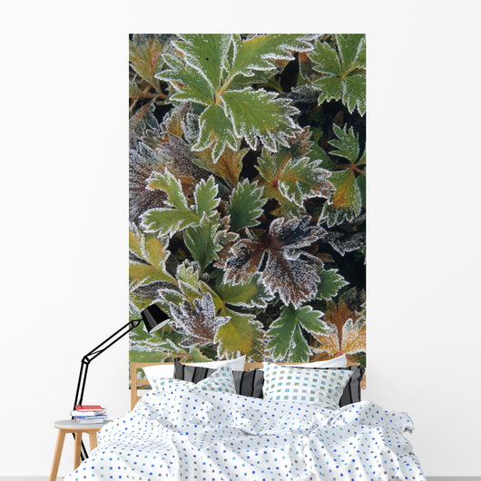 Frosted Leaves On Tundra Sc Alaska Autumn Close Up Wall Mural