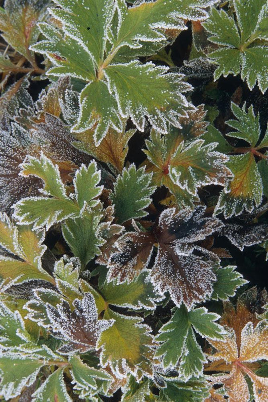 Frosted Leaves On Tundra Sc Alaska Autumn Close Up Wall Mural