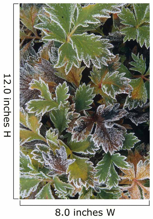 Frosted Leaves On Tundra Sc Alaska Autumn Close Up Wall Mural