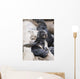 Northern Fur Seal Pup Scratching Wall Mural