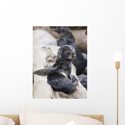 Northern Fur Seal Pup Scratching Wall Mural