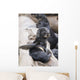 Northern Fur Seal Pup Scratching Wall Mural