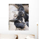Northern Fur Seal Pup Scratching Wall Mural