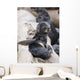 Northern Fur Seal Pup Scratching Wall Mural