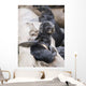 Northern Fur Seal Pup Scratching Wall Mural