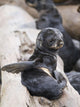 Northern Fur Seal Pup Scratching Wall Mural