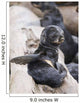 Northern Fur Seal Pup Scratching Wall Mural