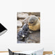Portrait Of A Northern Fur Seal Mother And Newborn Pup Wall Mural