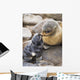 Portrait Of A Northern Fur Seal Mother And Newborn Pup Wall Mural