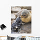 Portrait Of A Northern Fur Seal Mother And Newborn Pup Wall Mural