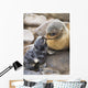 Portrait Of A Northern Fur Seal Mother And Newborn Pup Wall Mural