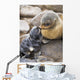 Portrait Of A Northern Fur Seal Mother And Newborn Pup Wall Mural