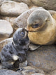 Portrait Of A Northern Fur Seal Mother And Newborn Pup Wall Mural