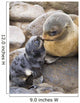 Portrait Of A Northern Fur Seal Mother And Newborn Pup Wall Mural