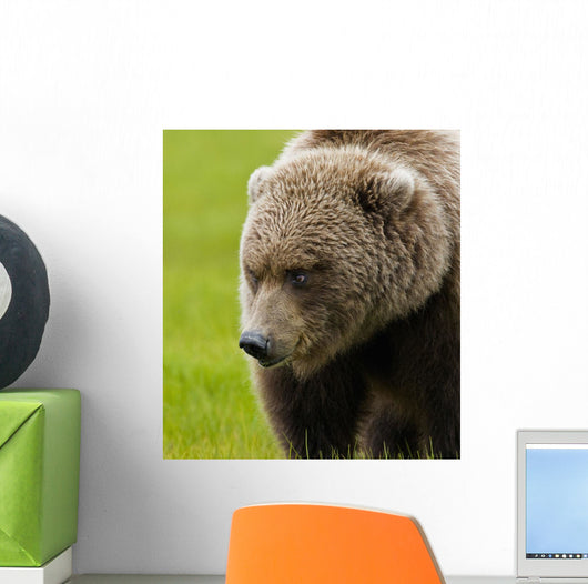Close Up Of Brown Bear In Sedge Grasses In Hallo Bay Wall Mural