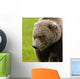 Close Up Of Brown Bear In Sedge Grasses In Hallo Bay Wall Mural