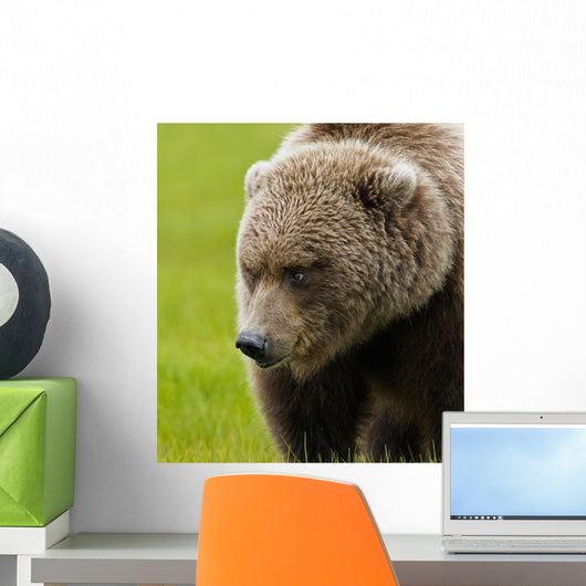 Close Up Of Brown Bear In Sedge Grasses In Hallo Bay Wall Mural