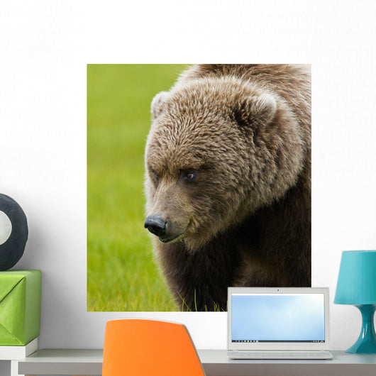 Close Up Of Brown Bear In Sedge Grasses In Hallo Bay Wall Mural