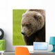 Close Up Of Brown Bear In Sedge Grasses In Hallo Bay Wall Mural
