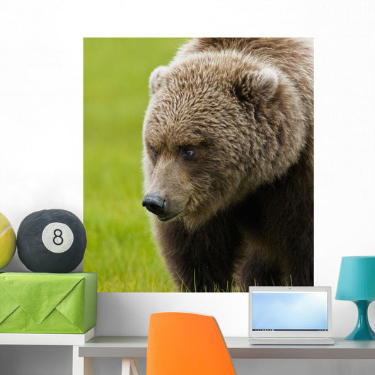 Close Up Of Brown Bear In Sedge Grasses In Hallo Bay Wall Mural