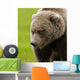 Close Up Of Brown Bear In Sedge Grasses In Hallo Bay Wall Mural