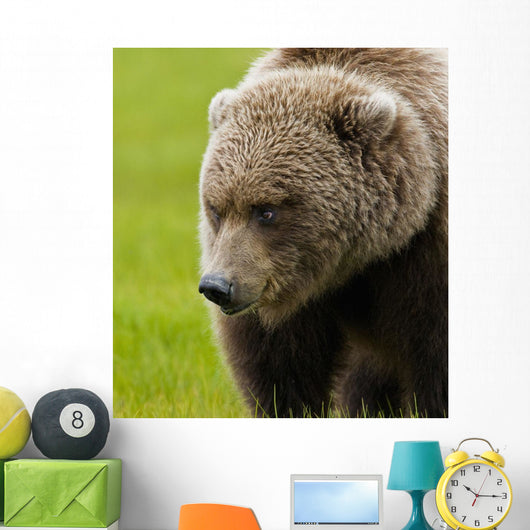 Close Up Of Brown Bear In Sedge Grasses In Hallo Bay Wall Mural