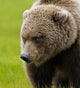 Close Up Of Brown Bear In Sedge Grasses In Hallo Bay Wall Mural